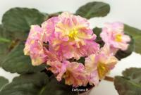 АВ-Золотой Шафран (стандарт) (л/ук) - код Ф855 **