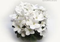 8E-Espirit d’Escalier (миниатюра) (л/ср) - код Ф532 **