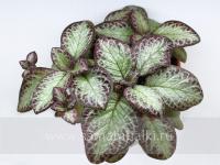 ТМ-Узоры (сталон срез) - код Э025