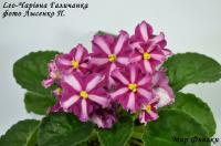 Leo-Чарівна Галичанка (стандарт-химера) (п/ук) - код Ф056