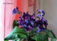 DS-Гипноз (дет) - код С111