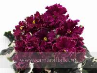 ПТ-Джордана (стандарт) (л/ук) - код Ф758