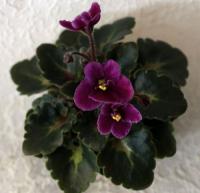 БР-Атос (миниатюра) (л/ук) - код Ф607 **