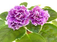 ТФ-Консуэло (стандарт) (л/ук) - код Ф843