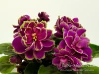 АВ-Страна Чудес (стандарт) (л/ук) - код Ф224 **