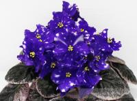 Rivermist Zombie (стандарт) (л/ук) - код Ф577