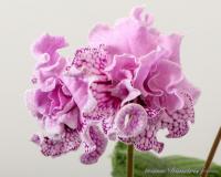 DS-Поцелуй ангела (дет) - код С049