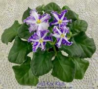 НД-Кок-Кёль (стандант-химера) (п/ук) - код Ф1042