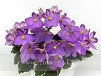 Vi-Kitten Paws (миниатюра) (л/ср) - код Ф1025