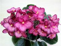 Sassy Sadie (стандарт) (л/ук) - код Ф090