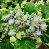 АВ-Голубоглазая Шиншилла (стандарт) (л/ук) - код Ф580