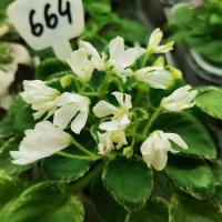 Wesley's Pixie Parade (миниатюра) (л/ср) - код Ф664