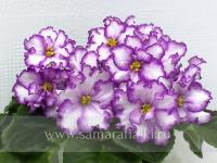 ПТ-Славяна (стандарт) (л/ук) - код Ф454 **