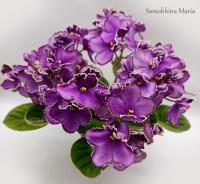 RUD-Adanit (миниатюра) (л/ук) - код Ф363