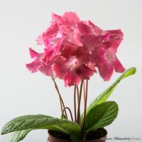 DS-Sweet, 2113 (миниатюрный сорт) (дет) - код С080