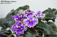 АВ-Дикие пчелы (стандарт) (л/ук) - код Ф240