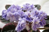 Н-Кюрасао (миниатюра) (дет) - код Ф920