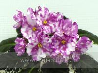 Rivermist Beguiling (стандарт) (л/ук) - код Ф555