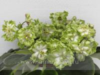 СМ-Яблочный Щербет (стандарт) (л/ук) - код Ф614