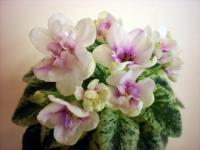 Golden Dawn (миниатюра) (л/ср) - код Ф550