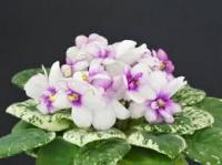 АВ-Мурка (миниатюра) (л/ук) - код Ф461