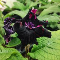 DS-Ча-ча-ча, 1304 (дет) - код С050