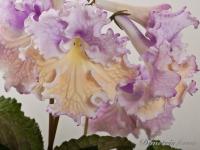 DS-Акварель (дет) - С140