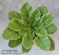 СГ-Шебби Шик (листовая химера-стандарт) (п/ук) - код ф871