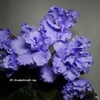 ЛЕ-Эльфийский сад (стандарт) (л/ук) - код  Ф072 **