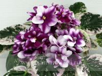 НД-Ушастые Зайчата (стандарт) (л/ук) - код Ф772