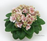 Hunter's Sweet Sakura (миниатюра) (л/ср) - код Ф492