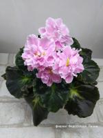 ЛФ-Девушка Мечты (Новинка 2022) (стандарт) (л/ук) - код Ф075