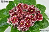 ЛЕ-Маджента (стандарт) (л/ук) - код Ф070 **