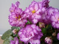 Lyоn's Fireworks (миниатюра) (л/ср) - код Ф696