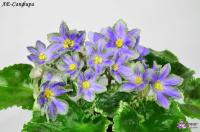 ЛЕ-Сапфира (стандарт) (л/ук) - код Ф639 **