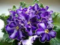 МТ-Звезда Кавказа (стандарт-химера) (п/ук) - код Ф782