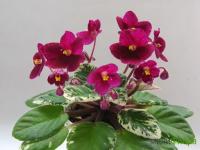 Rob's Macho Devil (миниатюра) (л/ук) - код Ф588