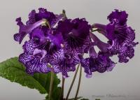 DS-Midnight poison (дет) - С139