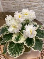 НД-Услада (стандарт) (л/ук) - код Ф401