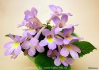 Fernwood's Minuet (Миниатюрный сорт)  (дет) - код С127