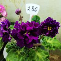 ЛФ-Лилия (стандарт) (л/ук) - код Ф286