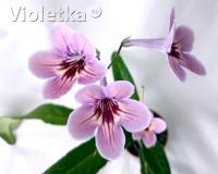 Dale's Salted Caramel (Миниатюрный сорт)  (дет) - код С124