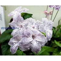 Franken Dotty (дет) - С163