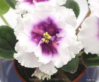 RIV-Астра Нова (стандарт) (л/ук) - код Ф361