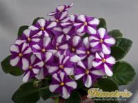 Sister Sylvia (миниатюра-химера) (п/ук) - код Ф119