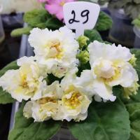 KZ-Золотые Шары (стандарт) (л/ук) - код Ф029