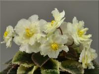 Kentucky Baby Sunshine (миниатюра) (л/ср) - код Ф373 **