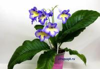 Keigetsu (дет) - код С113