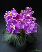 Н-Солоха (миниатюра) (л/ср) - код Ф439