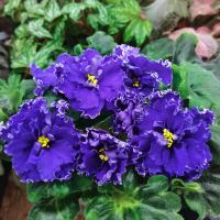 ЛФ-Небо на Ладони (Новинка 2022) (стандарт) (л/ук) - код Ф063